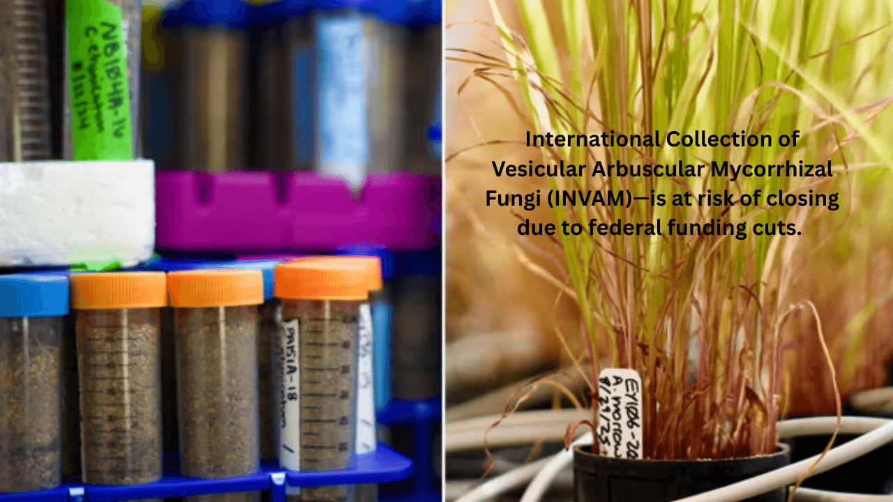 Threat to the US’s “Living Library” of Soil Fungi - Read news