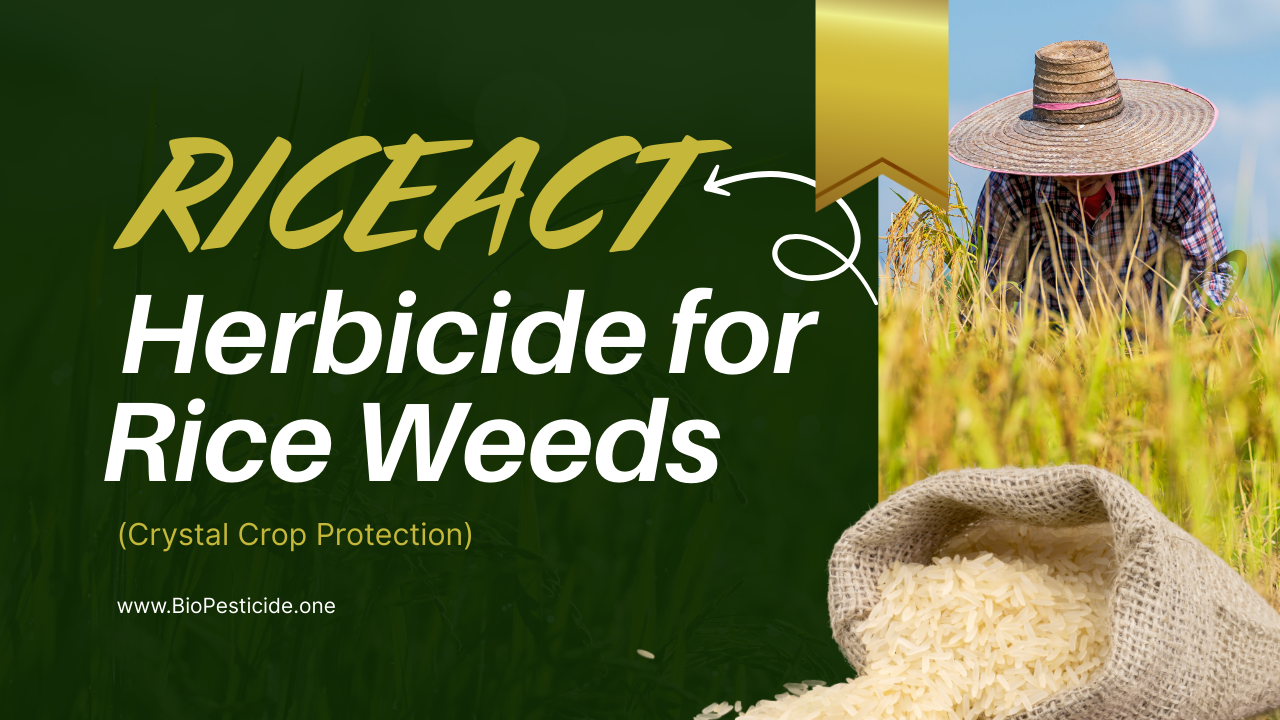 RICEACT – Herbicide for Rice Weeds (Crystal Crop Protection) - Read news